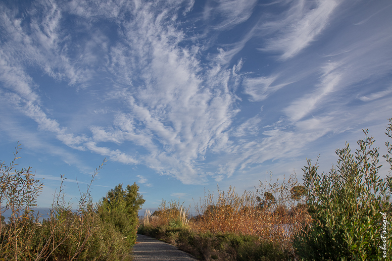 emily renzel wetlands 2025
